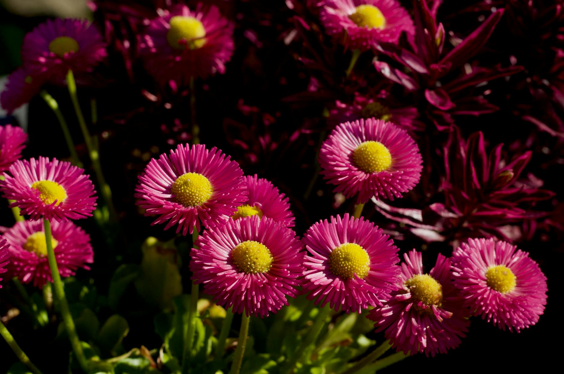 Rewitalizacja ogrodów na czym polega?